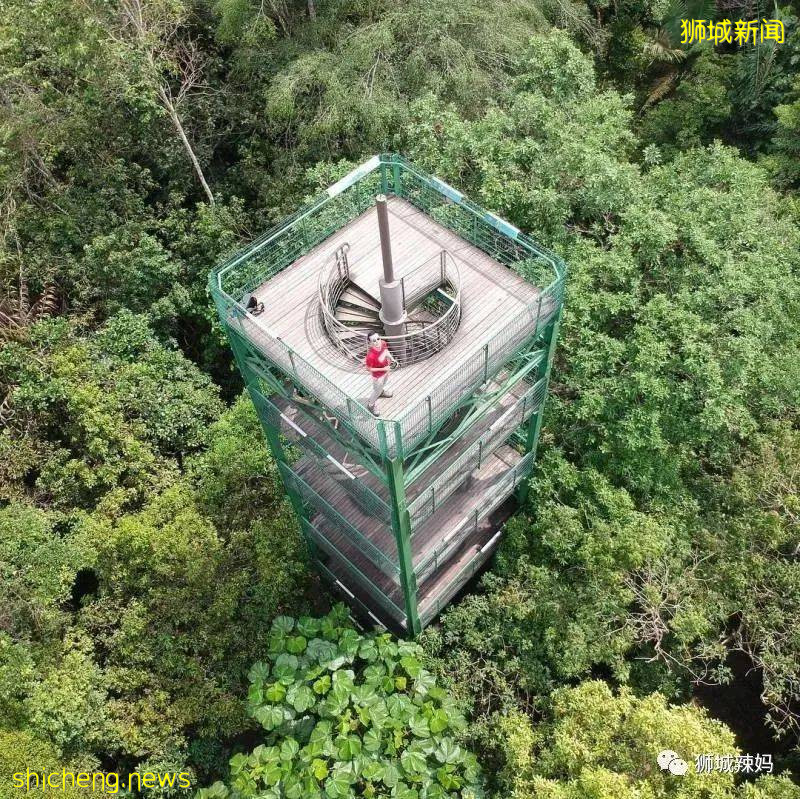 新加坡超火徒步路线!树梢吊桥、水映花树、长尾猴、松鼠、巨蜥,太美了