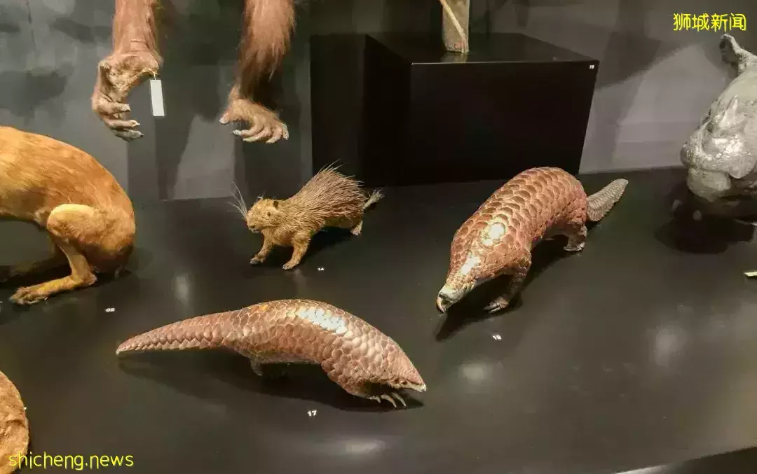 在新加坡，你見過熱戀中的水獺嗎