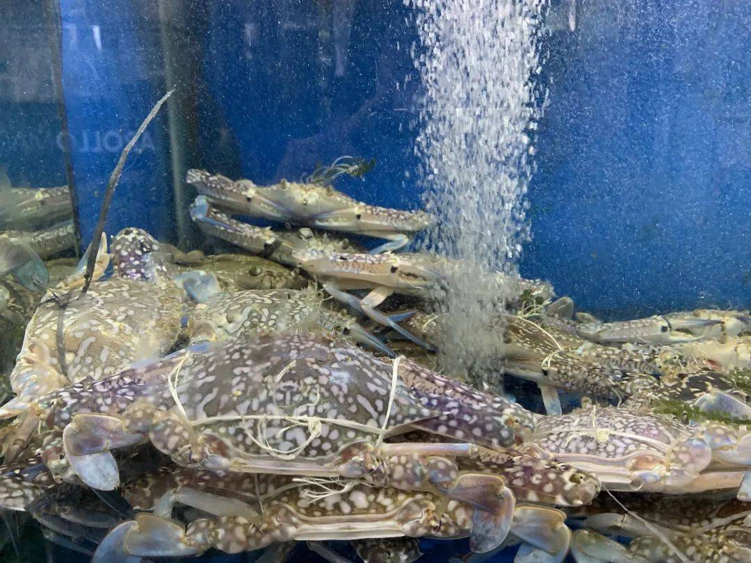 八鲜汇集,鲜闹新春 新加坡精选海鲜大优惠