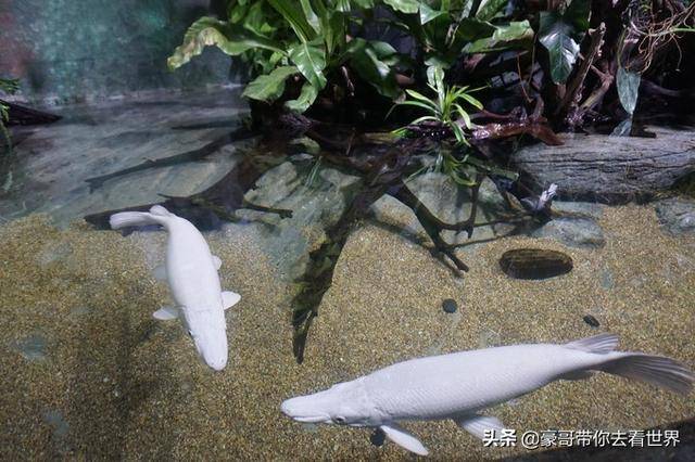 新加坡不枉此行的10大看點（中）分三集介紹