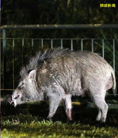 小心!有人在新加坡濱海灣花園徒步,被2米蟒蛇咬傷