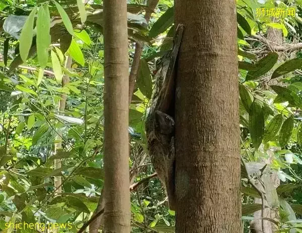 叢林探險、生存挑戰！新加坡戶外學校的6大假期營超級寶藏