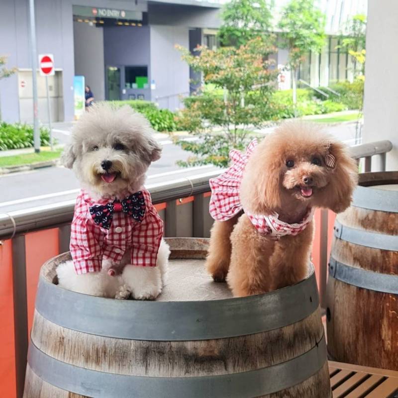 超治愈撸狗圣地 !和狗狗来一场亲密约会🐶 宠物聚集地,把这份可爱收藏起来💌