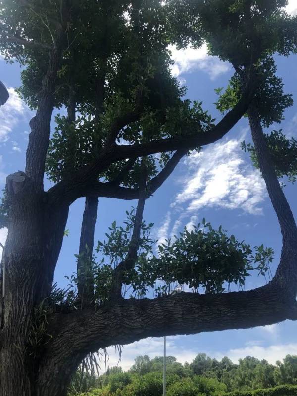 精彩国内游:新加坡南部岛屿休闲之旅