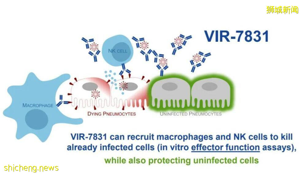 新加坡购入新型新冠抗体药物，美国已批准、阿联称其有效性为97.3%