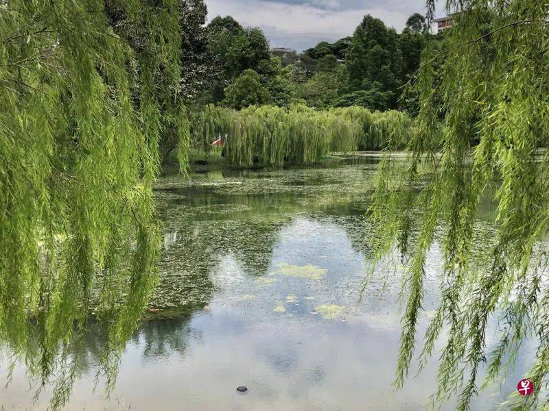 这里是新加坡最大最美的公园之一，它的前身竟然是排水沟、回收山和