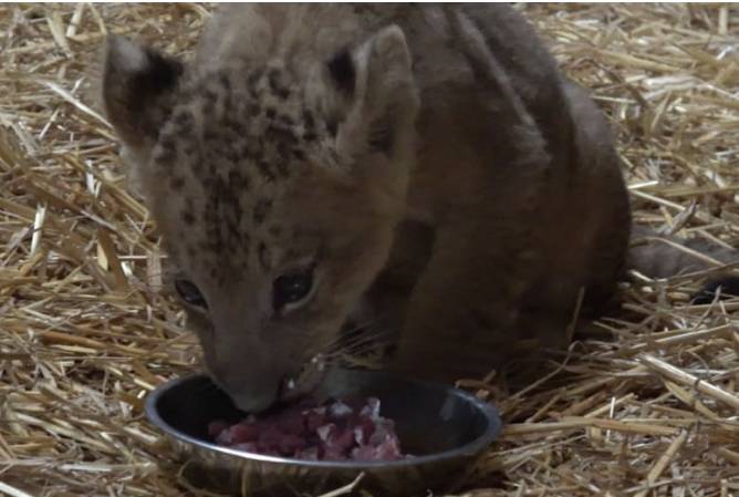 新加坡首個人工授精雄獅寶寶誕生!網友調侃:人工?給獅子授精?