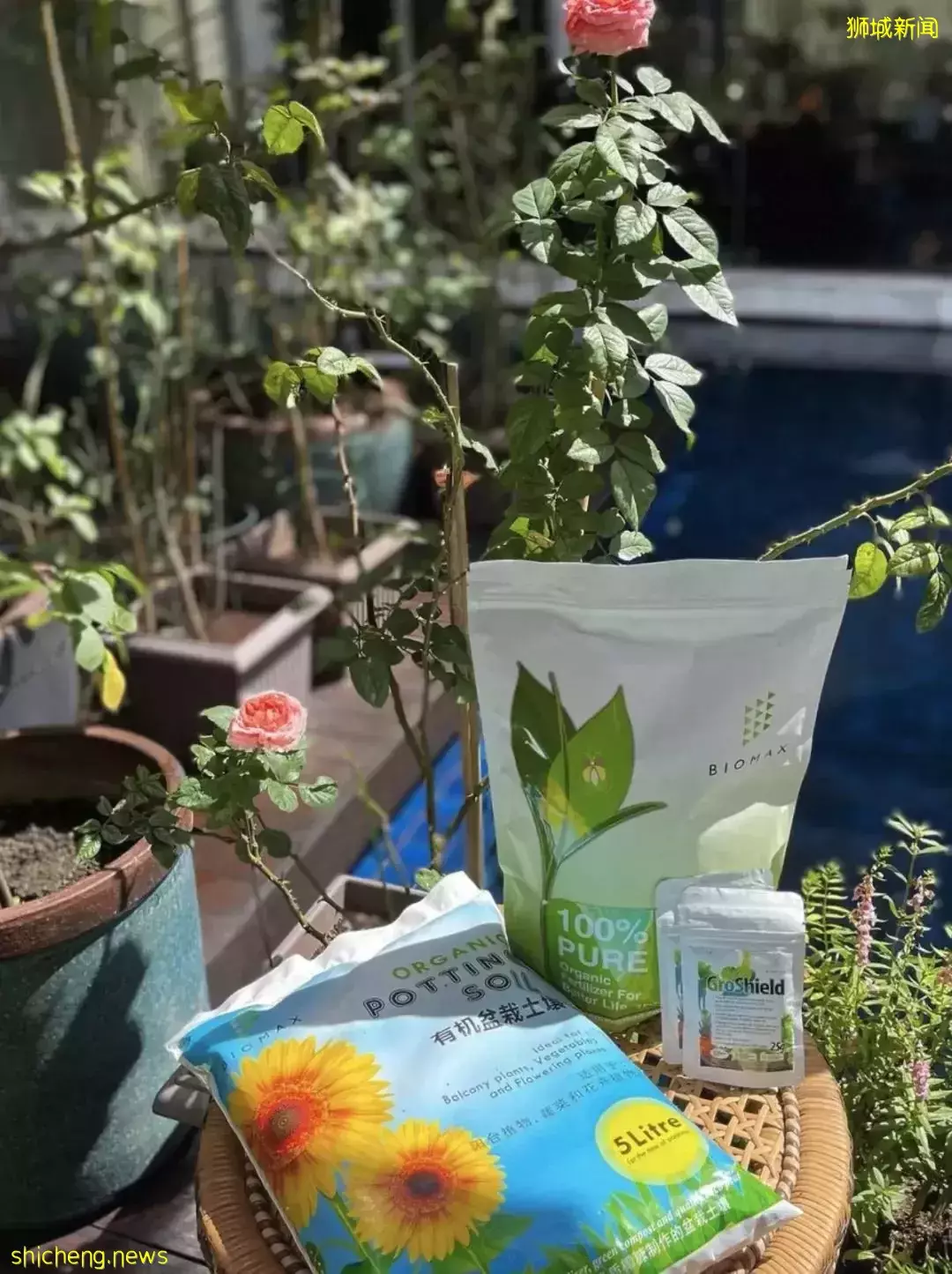 新加坡爱马仕女王“新家”曝光!私人泳池25米、鸡住海景房