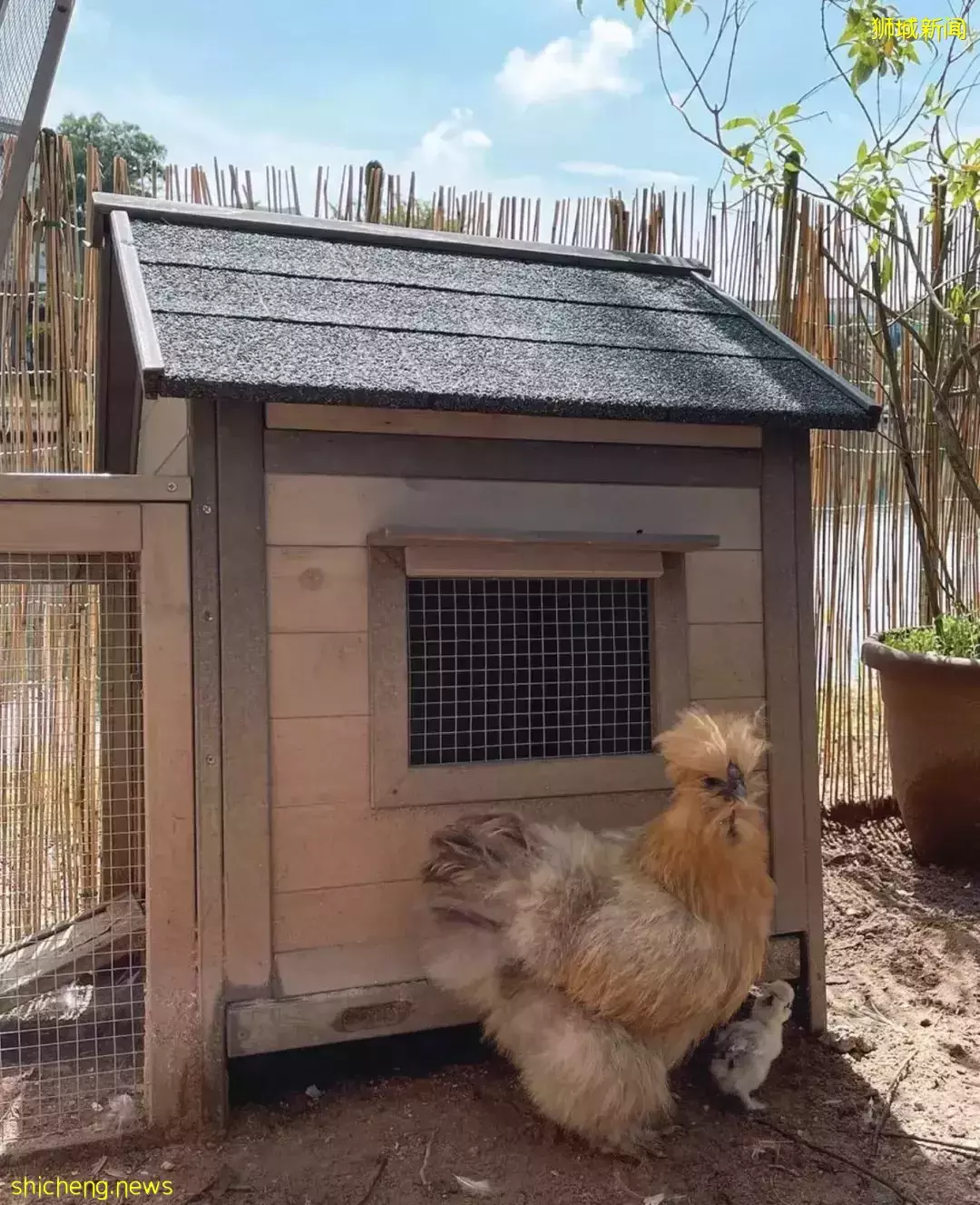 新加坡爱马仕女王“新家”曝光!私人泳池25米、鸡住海景房