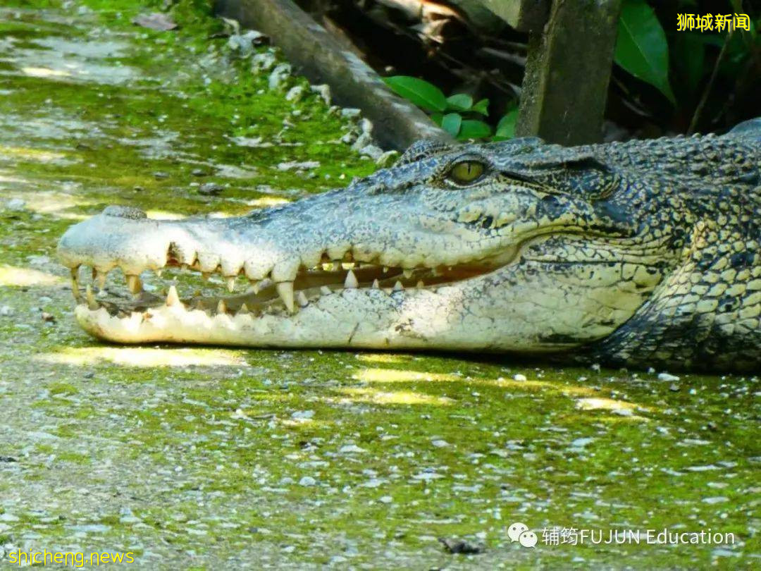 跟着小筠去游“新马”——新加坡吃喝玩乐(中篇)