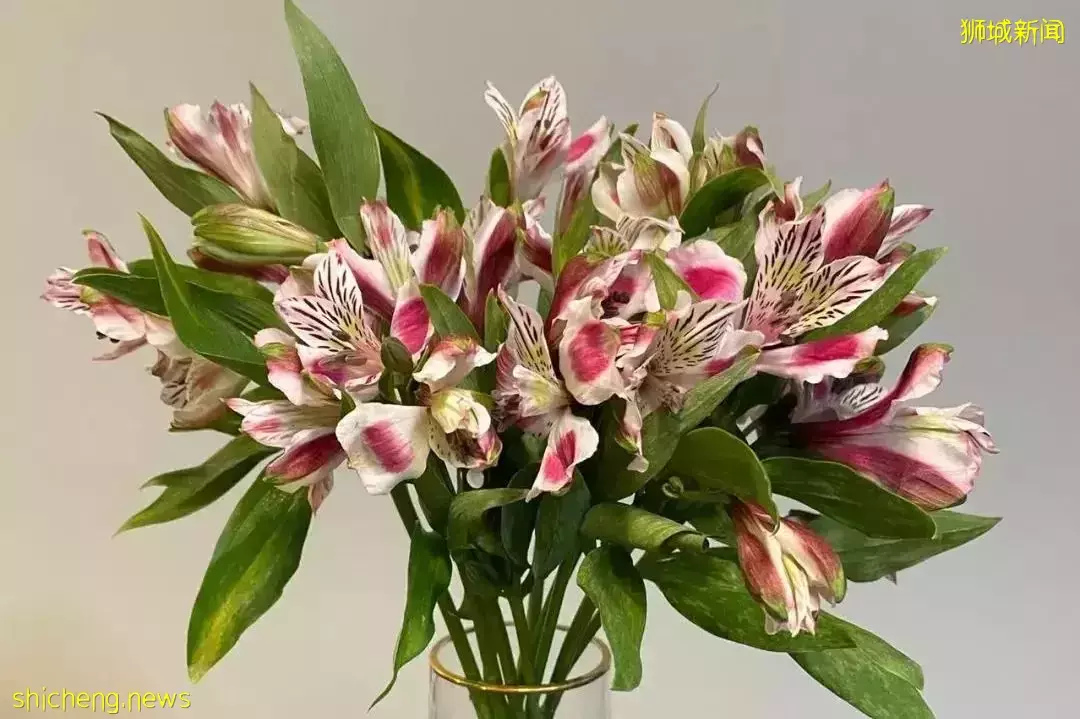 鮮花在熱帶也能養1個月？資深花友新加坡買花、養護大揭秘