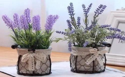 在新加坡哪裏買綠植最合適？走起來