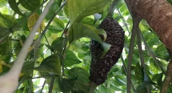 快看!蝙蝠和蜜蜂一棵树上同居了