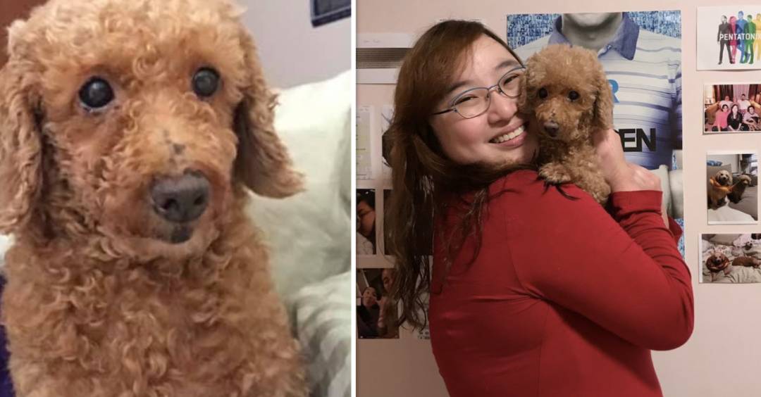 一狗難求！泰迪被炒到$11800新幣！新加坡這裏可以超便宜領養