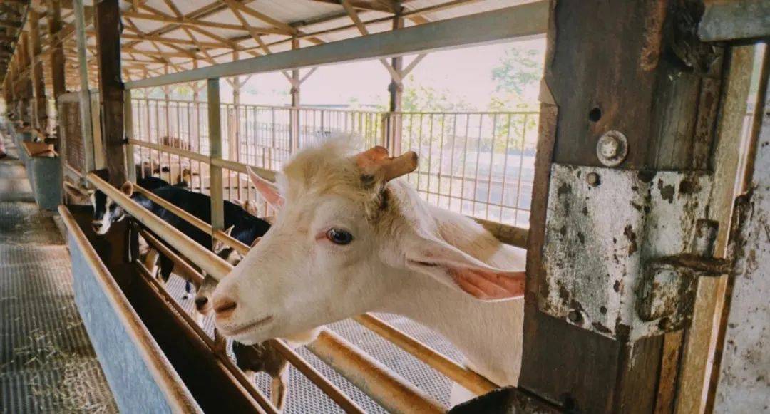 新加坡有機農場牧場？還能和羊咩咩親密接觸