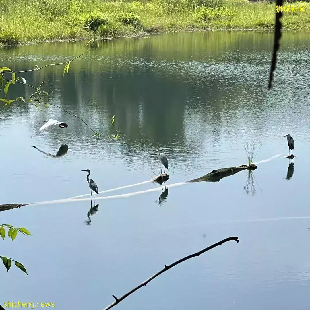 榴梿、野豬、猴子、各種魚蟹……體驗“新加坡最後的農村”