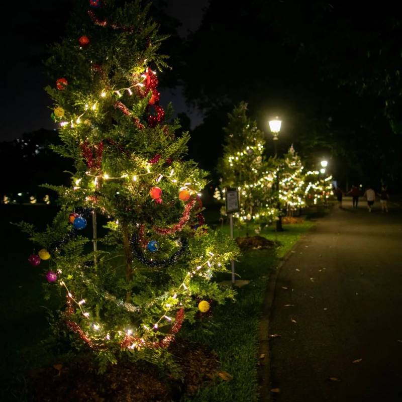 不喜歡人擠人？來新加坡植物園看聖誕燈飾、“世界之樹”吧！入場免費