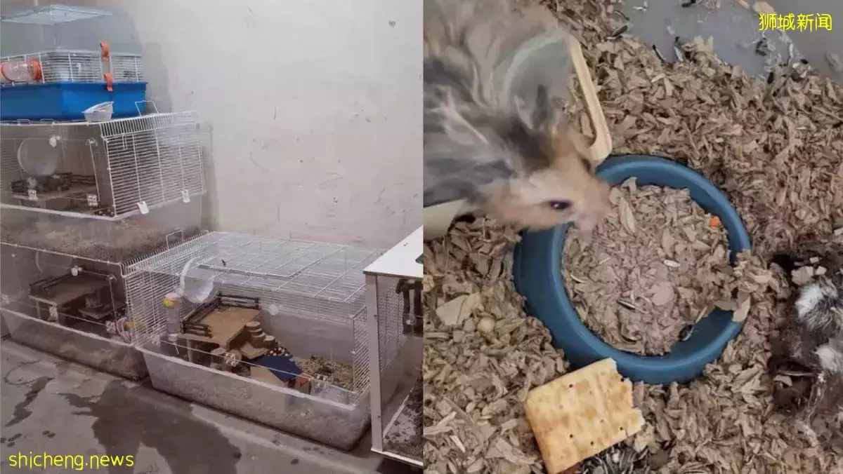 或死或缺水缺食 仓鼠被弃养组屋公共区域