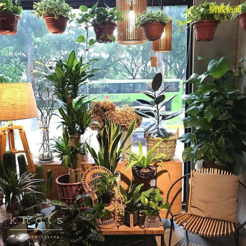 不出国也想要度假的感觉?坡坡有哪些值得打卡的热带花园café