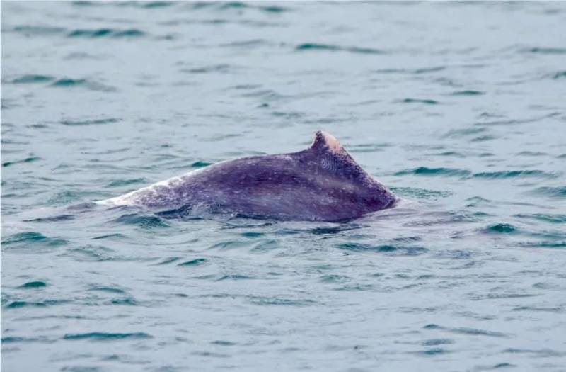 全民围观抓蟒蛇、抓蜥蜴！这样的新加坡有点刺激