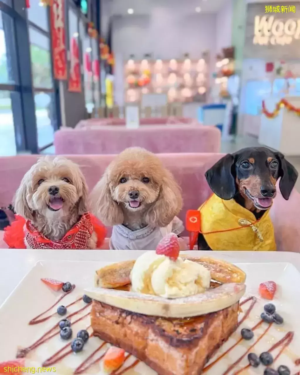 吃喝撸狗兩不誤!新加坡15家寵物友好咖啡廳 · 快上小可愛一起去體驗吧