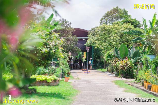 新加坡有座宝藏农场，全部种植有机蔬果，周末成度假打卡圣地