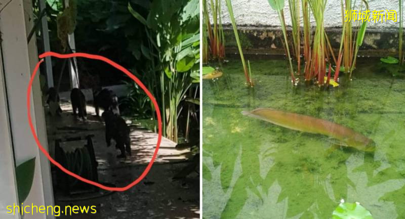新加坡“網紅”動物--水獺引發民衆擔憂!