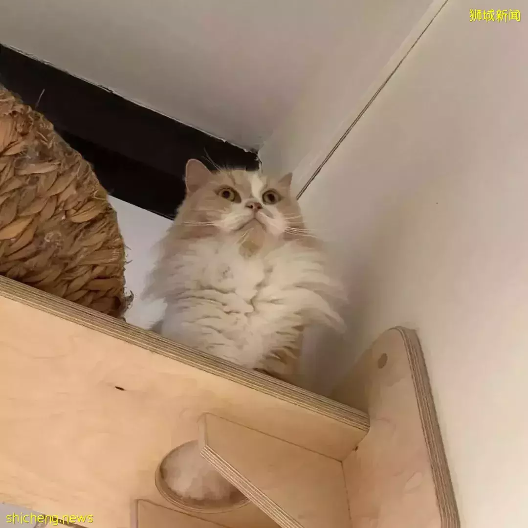 聊天、喝咖啡、撸貓……新加坡愛寵人士聚會好去處,軟萌貓咪等你來