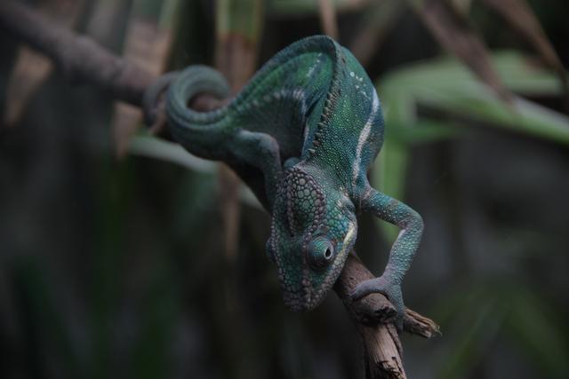 世界十大动物园之一：新加坡动物园，确实不一样