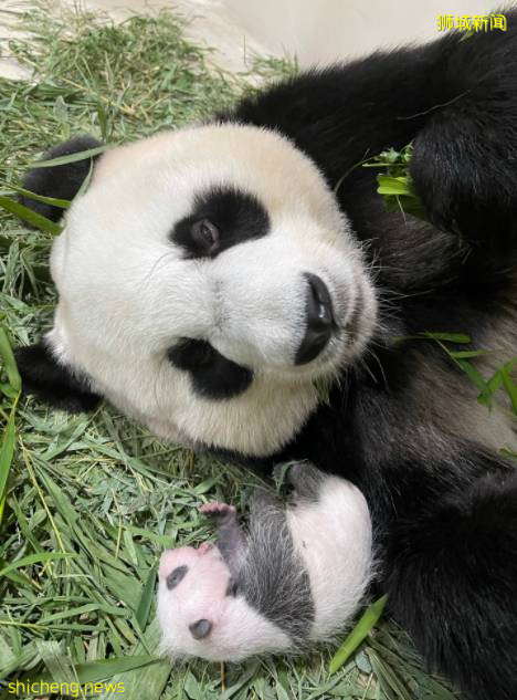 新加坡首只熊猫宝宝茁壮成长,一周就“胖了”七两