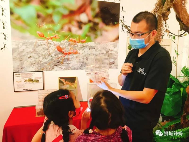 亞洲第一的螞蟻博物館居然在新加坡