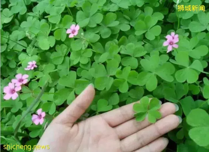 新加坡身价过亿医生不幸患癌离世,妻子:为他留给我的遗产感到骄傲