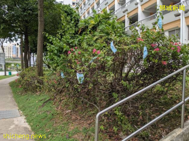 新加坡驚現“口罩樹”，造出這種新植物的你真沒點責任心