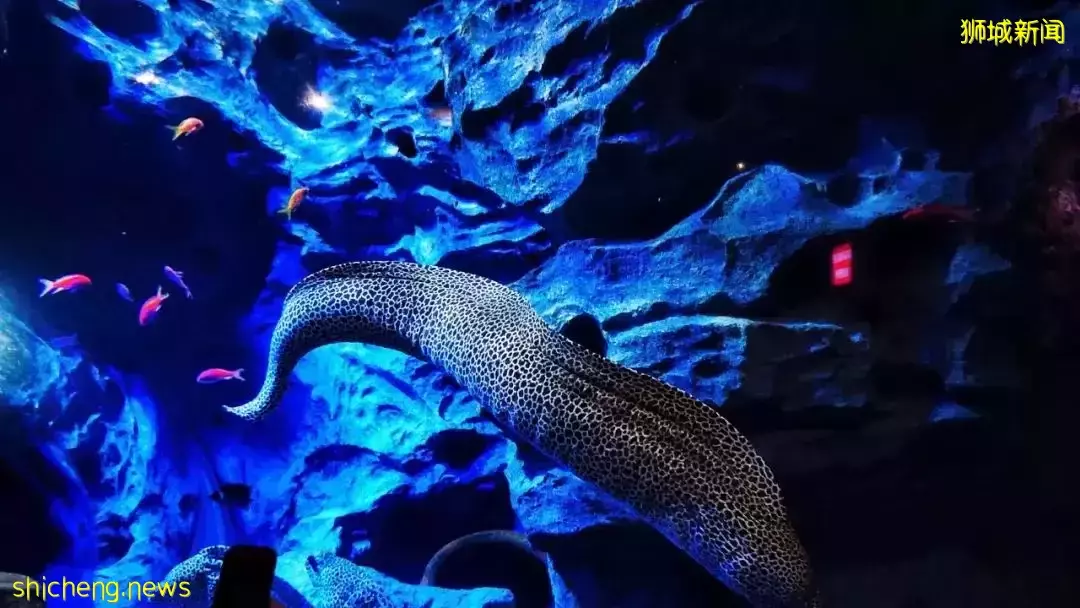 又是想去新加坡旅游的第N+1天！先收藏这份‘新加坡旅行攻略’来解馋吧