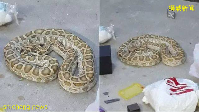 新加坡的这只蟒蛇,活生生吞了一只网红猫
