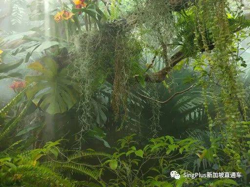 《新加坡最炫東北人圖鑒》