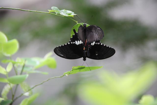 世界十大动物园之一：新加坡动物园，确实不一样