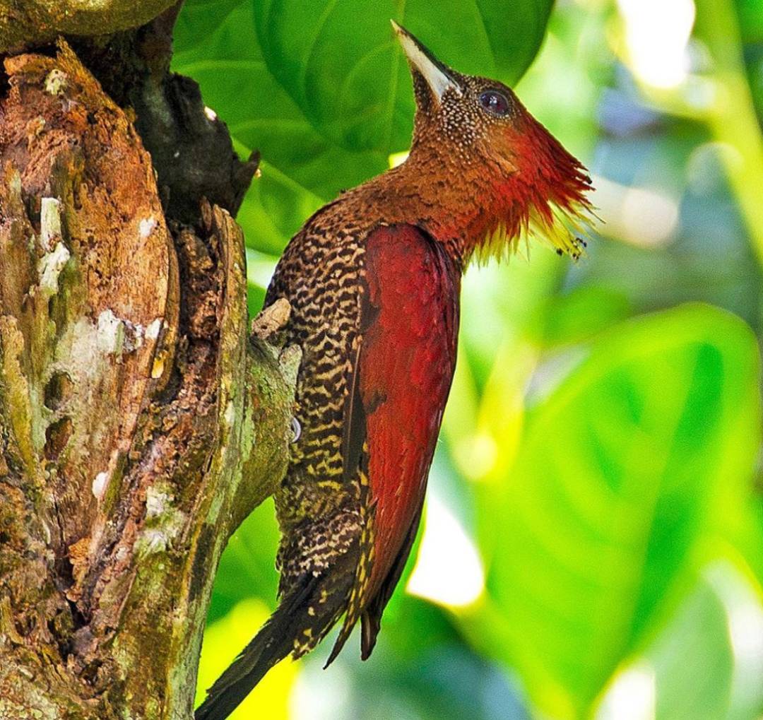 实拍新加坡八哥大战啄木鸟!过程太刺激