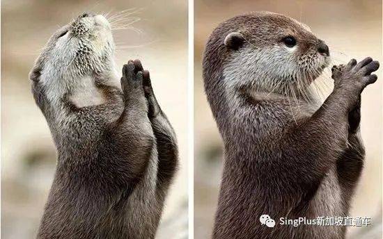 新加坡的野生动物也太不好惹了吧