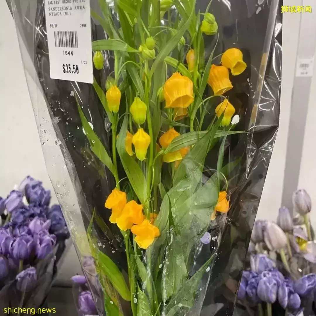 鮮花在熱帶也能養1個月？資深花友新加坡買花、養護大揭秘