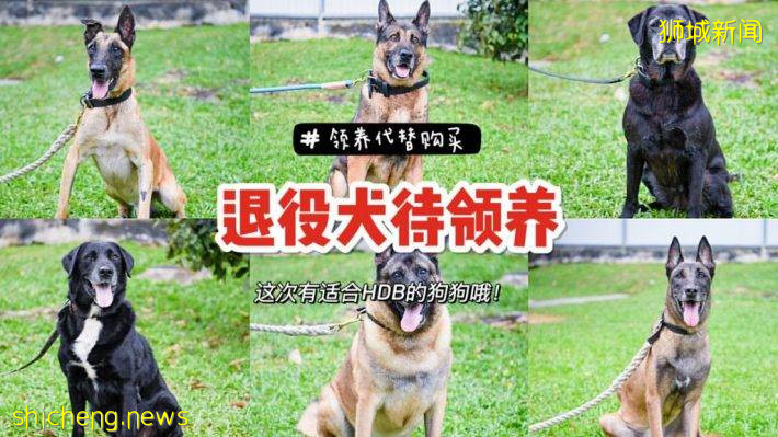 13条退役警犬待领养！训练有素、超乖超可爱！现已开放领养预约