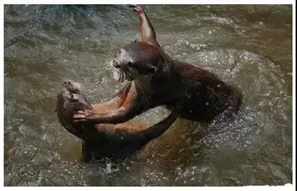 在新加坡，你見過熱戀中的水獺嗎