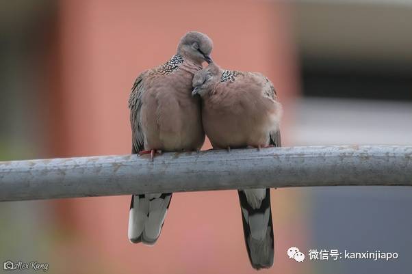 坡岛鸟儿花式秀恩爱,一起干了这碗狗粮