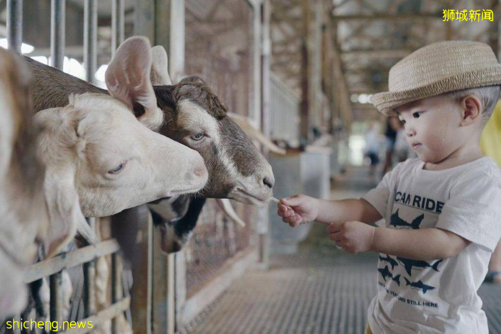 攻略收好、出發開啓親近動物之旅🦩從白天玩到晚上、10大景點近距離接觸小動物