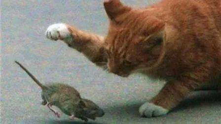 新加坡這個公寓區出現色情按摩院!婦女投訴,老公被強行拉扯