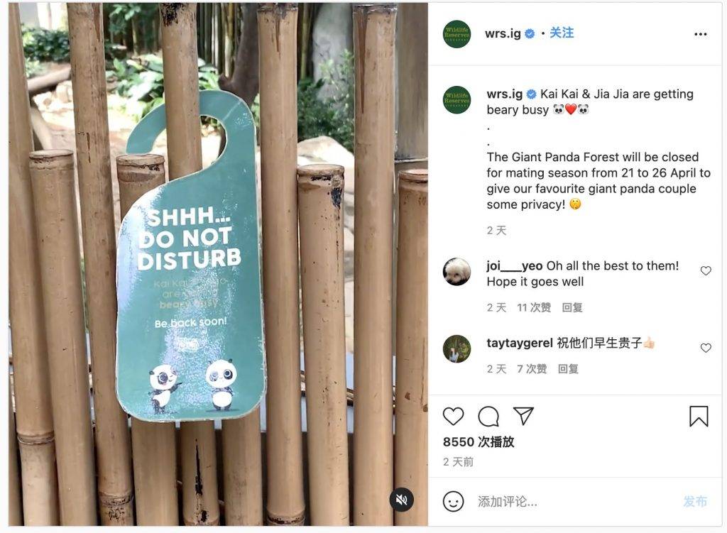 River Safari熊貓館🐼4月21日～26日期間暫時停止開放，原因竟然是熊貓要約會啦