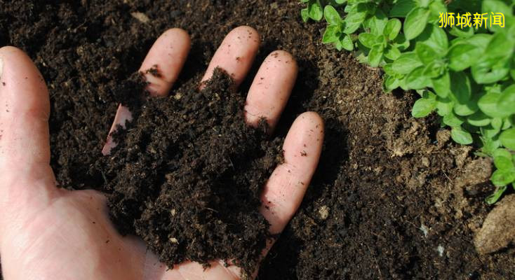 你响应食用园艺计划了么?新加坡花盆与盆土需求增加