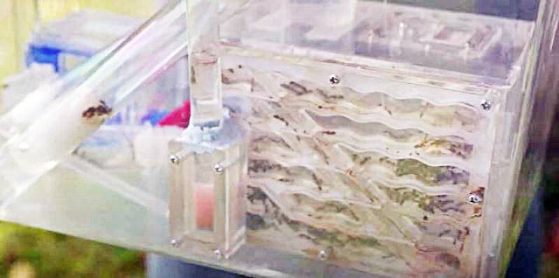 11岁童另类爱好 养百蚁 当宠物