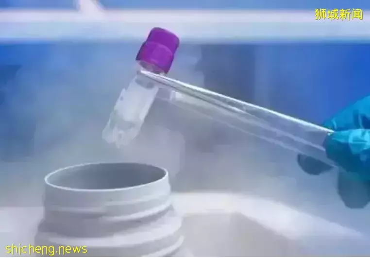 新加坡女性年轻时找不到合适的伴侣!别慌!卵子先“冻藏”