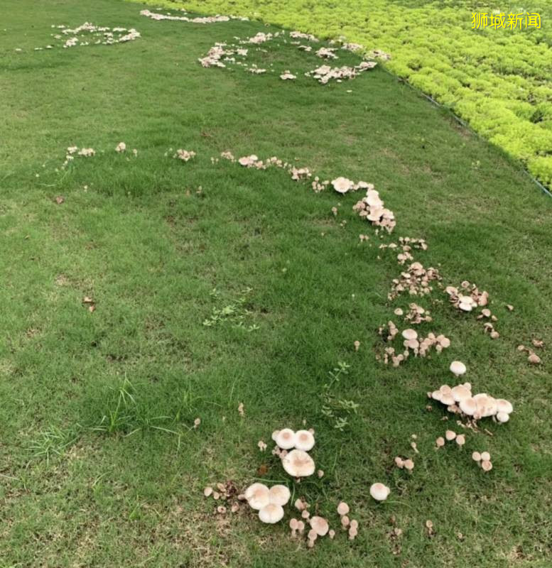 新加坡大雨一直下，媽媽這個是啥蘑菇？能吃嗎？額